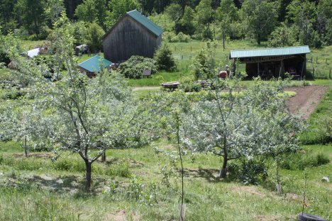 a view of Lost Nation Orchard in bloom