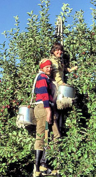 Michael and Nancy picking apples?