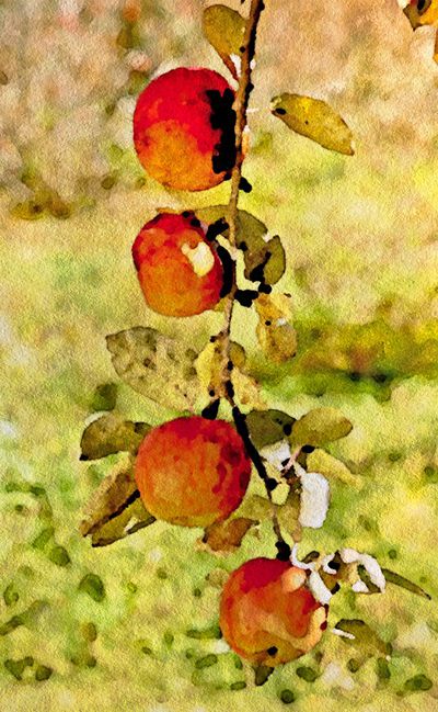 watercolor image of apples